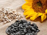 Grajewo ogłoszenia: Firma PHN Cennas w Grajewie
oferuje w atrakcyjnych cenach nasiona... - zdjęcie